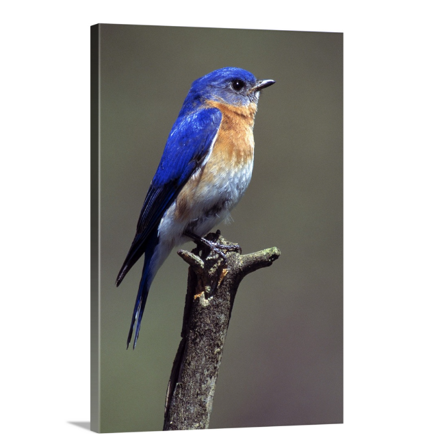 Eastern Bluebird